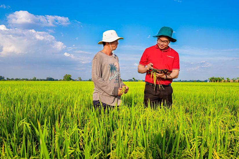 Agribank promotes banking services for agricultural production, accompanying the implementation of the Project of 1 million hectares of high-quality rice, reducing emissions in the Mekong Delta by 2030. Photo: Thanh Hien