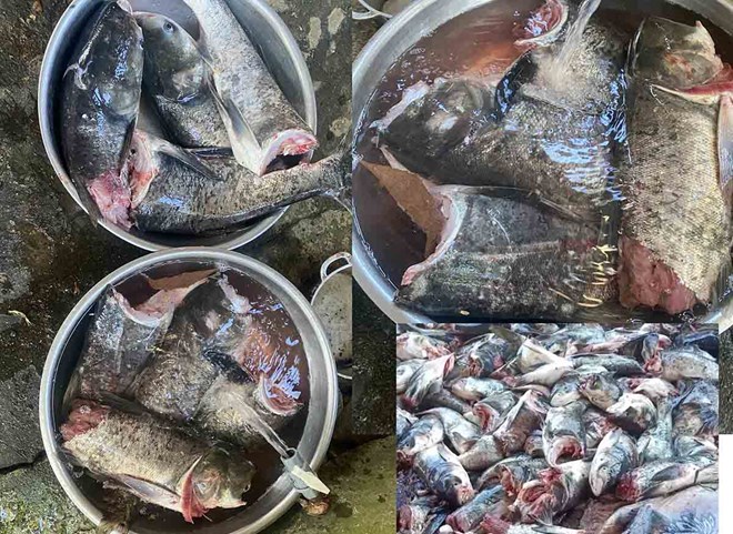 The fish died after discharging water through Ke Go Hydropower Plant and had its body chopped off by a teenager. Photo: Tran Tuan