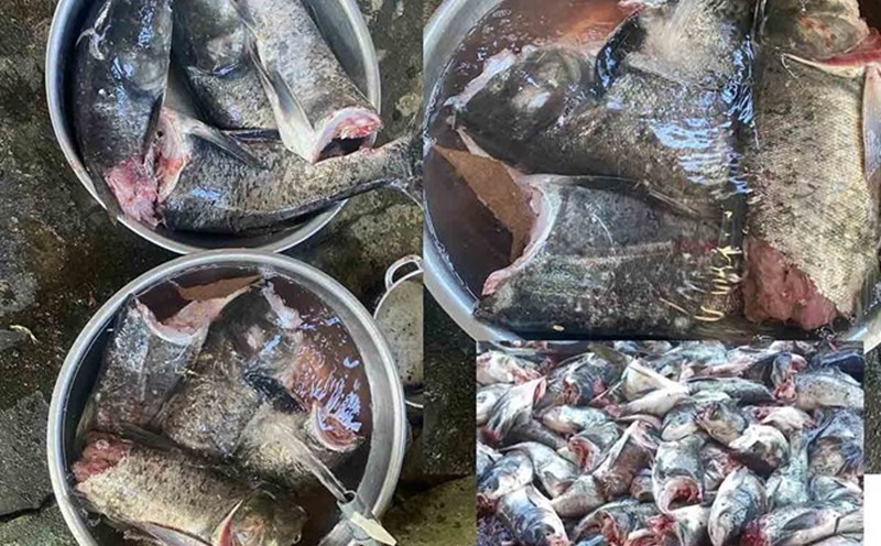 The fish died after discharging water through Ke Go Hydropower Plant and had its body chopped off by a teenager. Photo: Tran Tuan