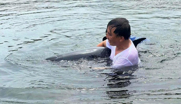 Cá heo mắc cạn ở Đà Nẵng chết sau nỗ lực cứu hộ. Ảnh: Doãn Quang