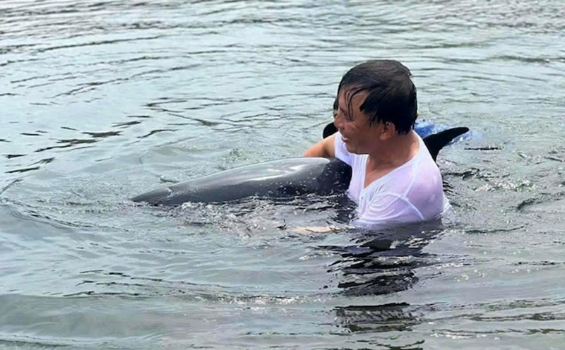 Los delfines varados en Da Nang murieron despues de los esfuerzos de rescate. Foto: Doan Quang