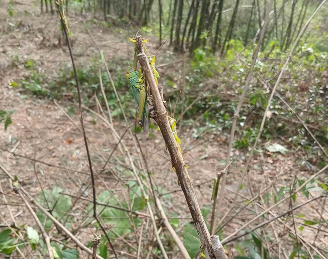 Châu chấu tấn công cây luồng lấy măng của người dân. Ảnh: Phan Trưng