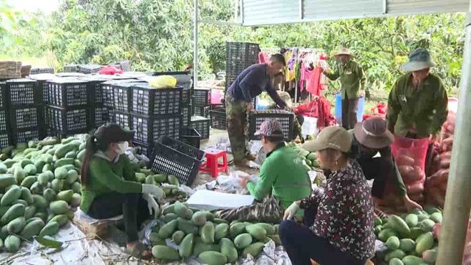 Farmers are sad because mango prices have fallen miserably, causing heavy losses. Photo: Duong Hang