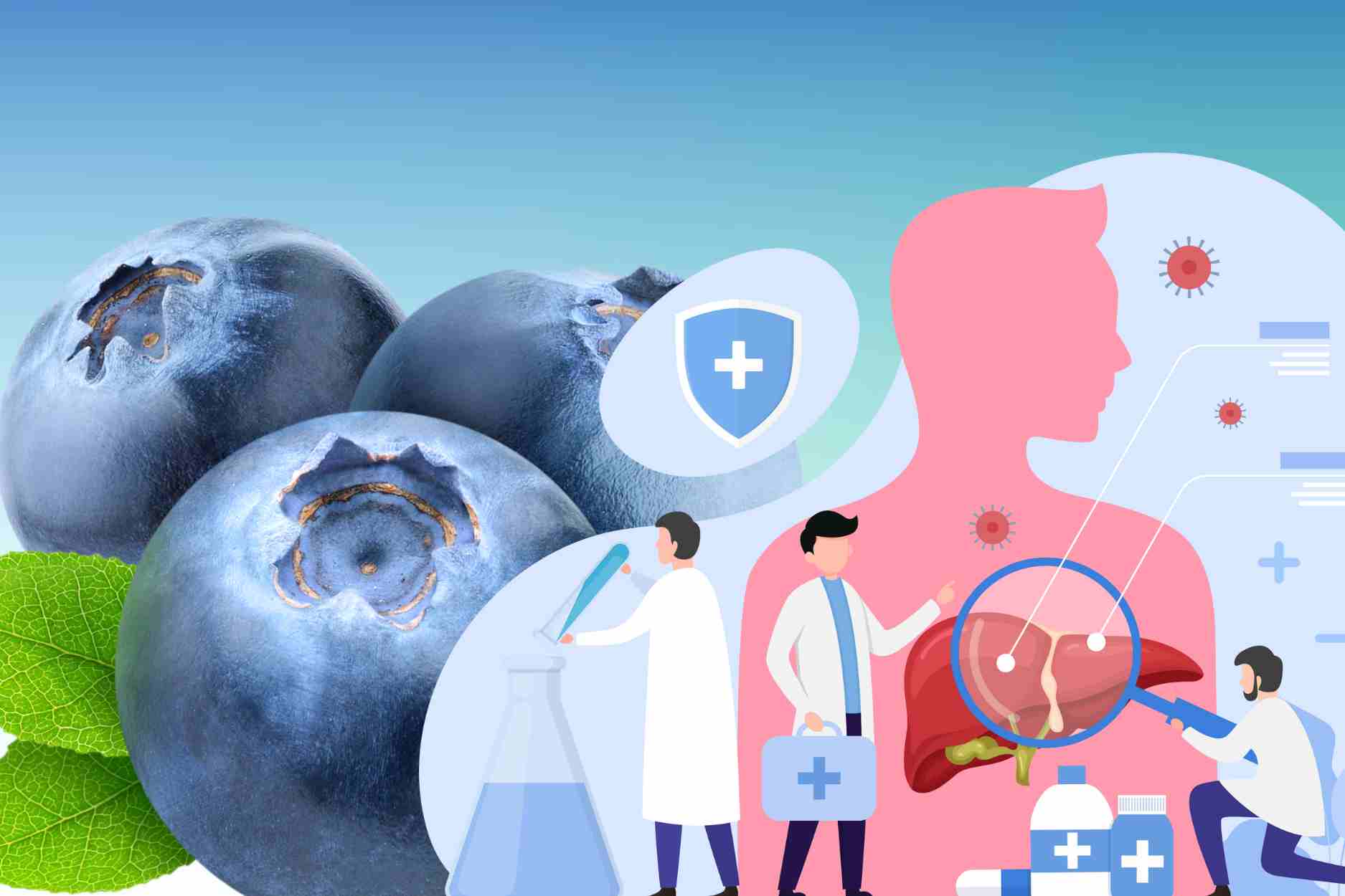 Blueberries are very good, but the following groups of people should not use them to detoxify the liver. Graphics: Dinh Dinh