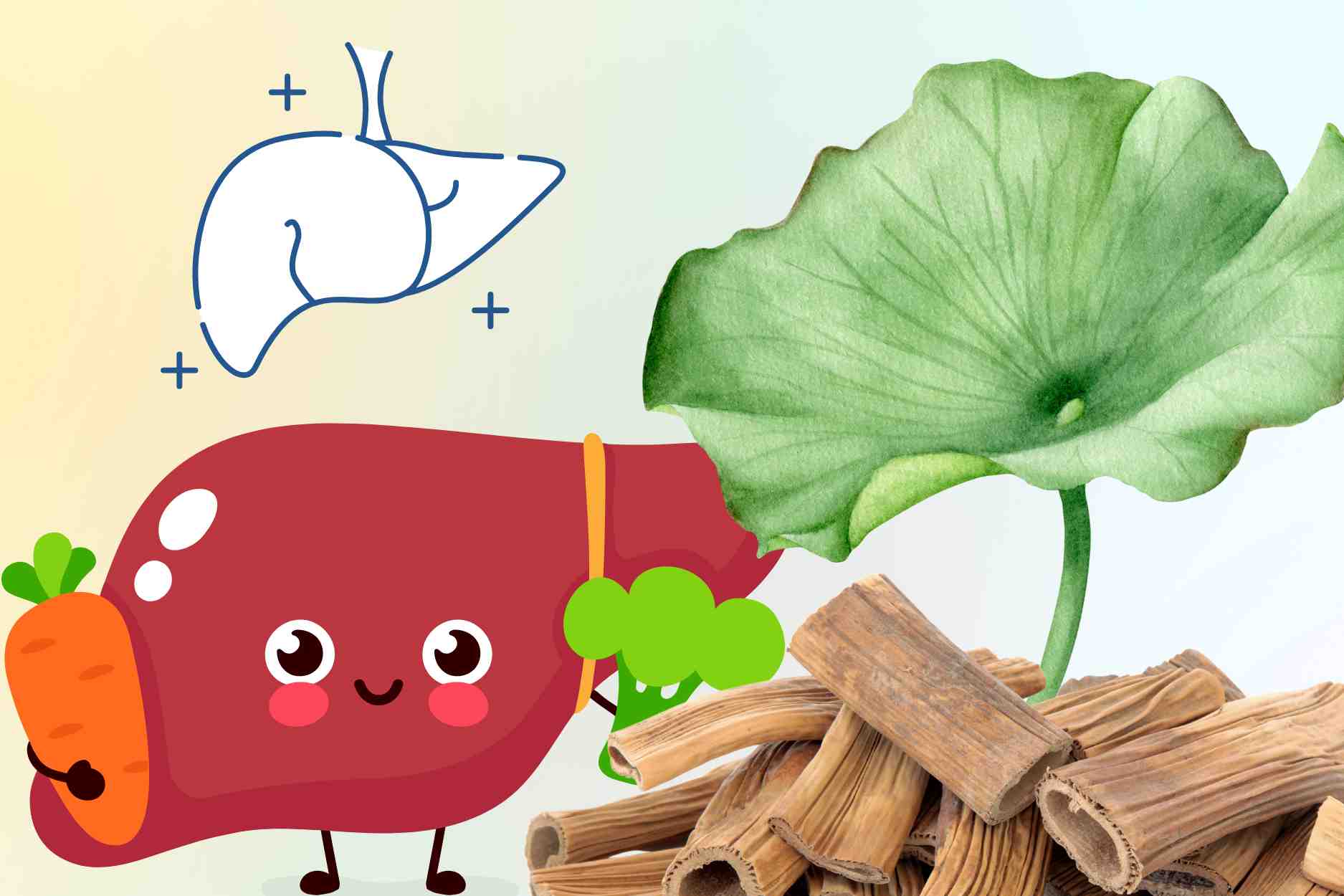 Reheat and cool the liver with easy-to-find natural remedies