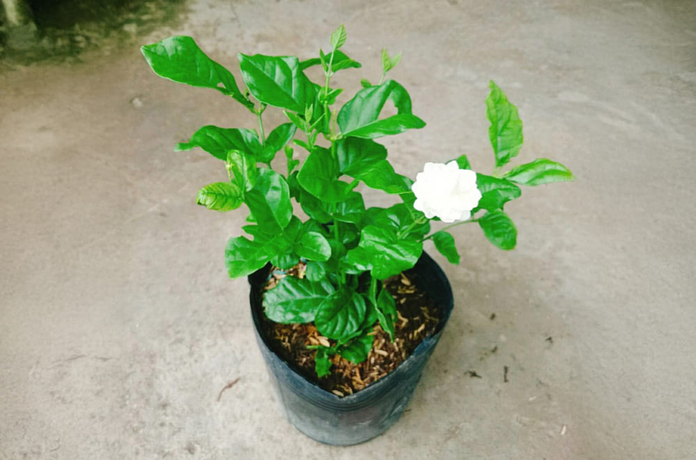 Las plantas de jazmin necesitan un cuidado adecuado ayudara a crecer rapidamente. Foto: Thu ha