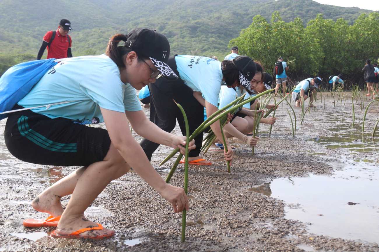 Hotel staff in Nha Trang join hands to plant trees to restore mangrove forests. Photo: Phuong Linh
