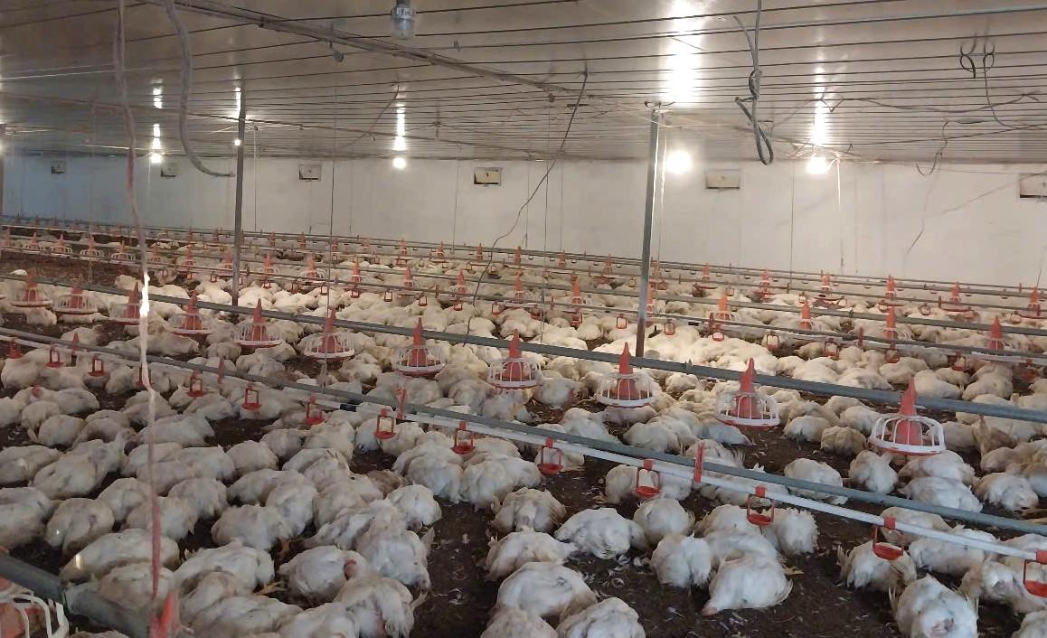 More than 10,000 chickens at the farm of a household in Dien Phu commune (Dien Chau, Nghe An) suddenly drowned due to an electrical short circuit. Photo: Ngoc Anh