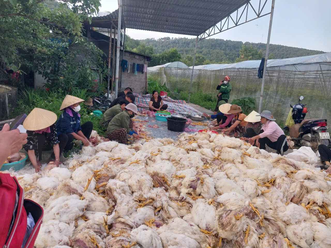 Su ho tro kip thoi cua nguoi dan dia phuong da giup chu trang trai voi bot kho khan. Anh: Ngoc Anh