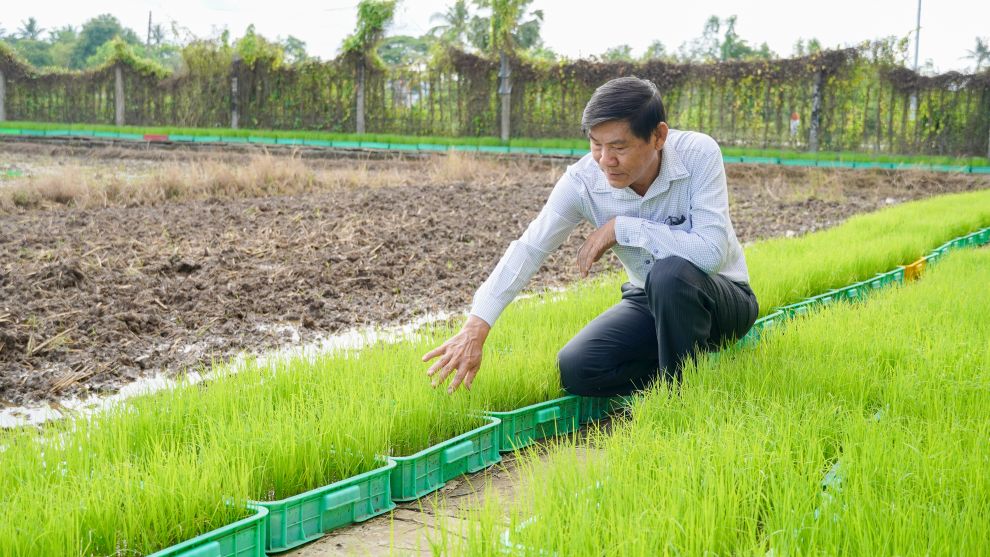 Dù đã nghỉ hưu nhưng TS Phương vẫn dành thời gian để chọn tạo, nghiên cứu giống lúa. Ảnh: Phương Anh