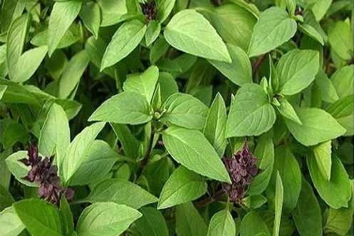 La albahaca no solo es una especia familiar, sino que tambien admite un control de peso efectivo gracias a la capacidad de promover el metabolismo y reducir el estres. Foto: Thanh Ngoc