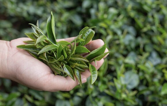 Green tea and the digestive system, the unexpected connection. Photo: Thuy Duong