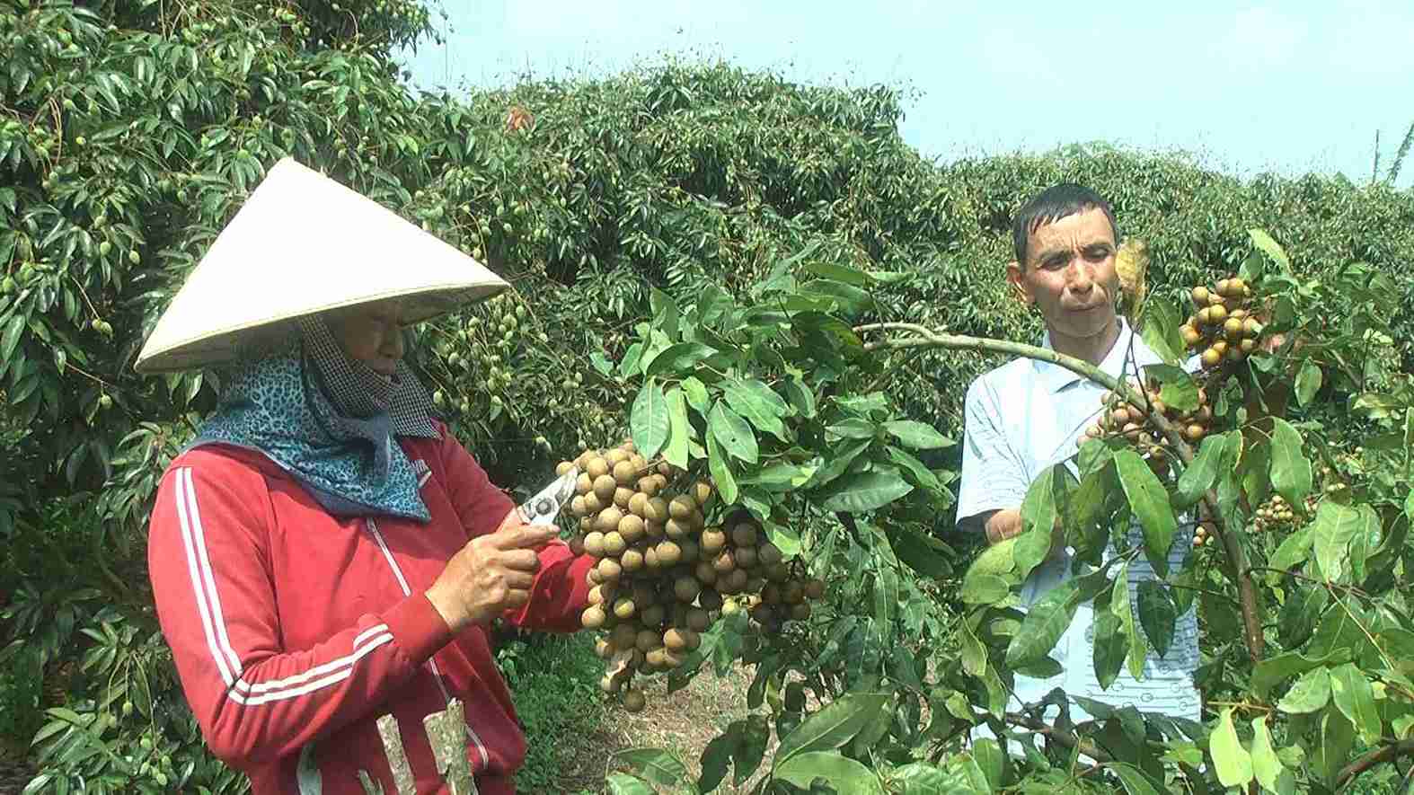 Ti le ho ngheo, ho can ngheo o huyen da giam manh trong 5 nam qua. Anh: Bao Trung