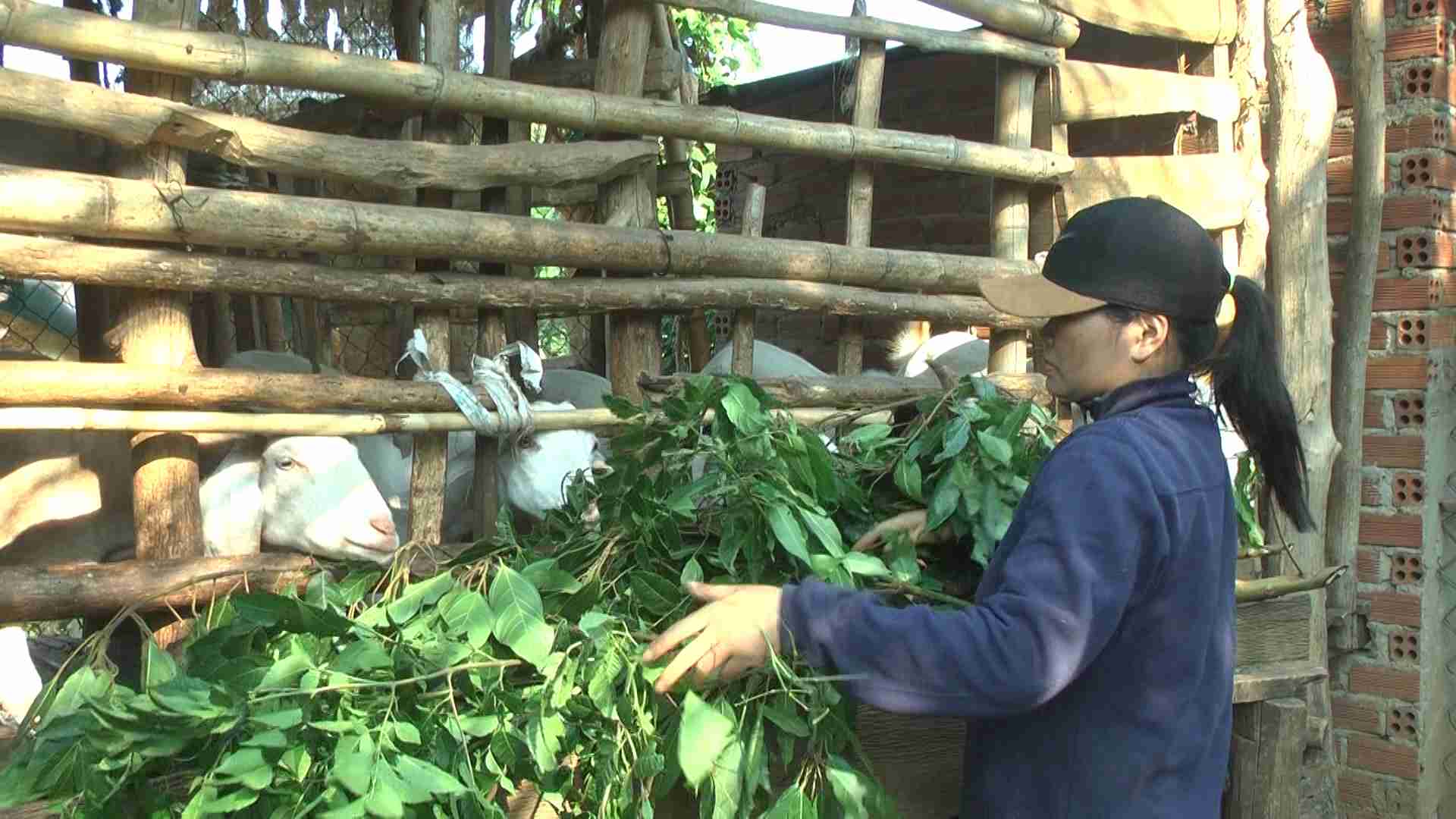 Nguoi dan huyen Ea Kar nuoi de, phat trien kinh te ho gia dinh. Anh: Bao Trung