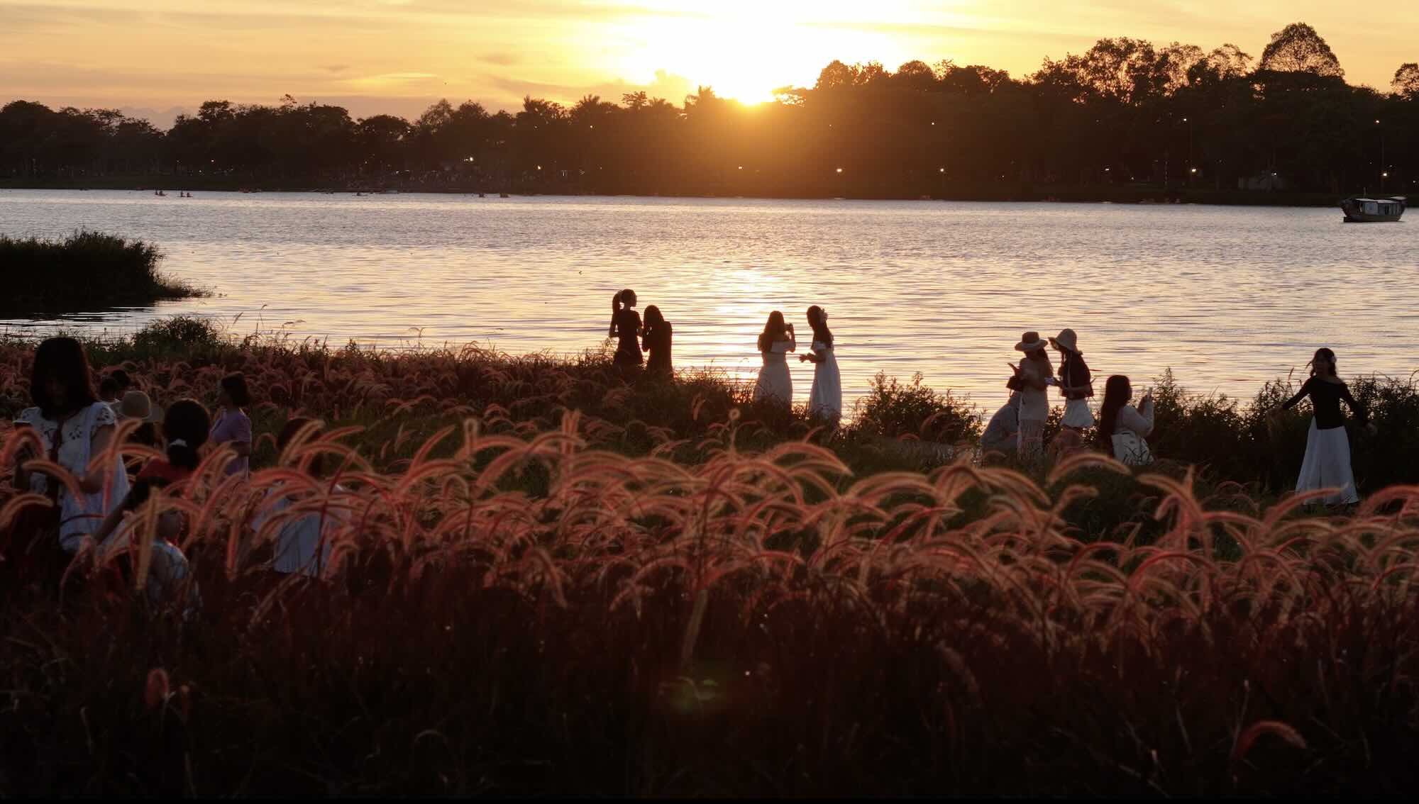 Viendo la hierba purpura floreciendo en la linea de incienso. Foto: Nguyen Luan