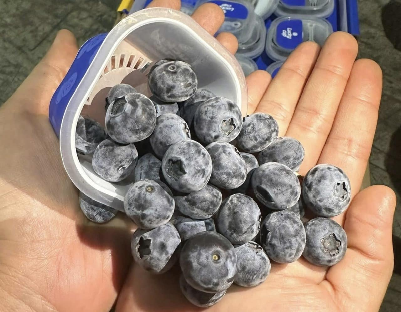 Blueberry es un tonico de higado de riñon. Foto: Quang Minh.