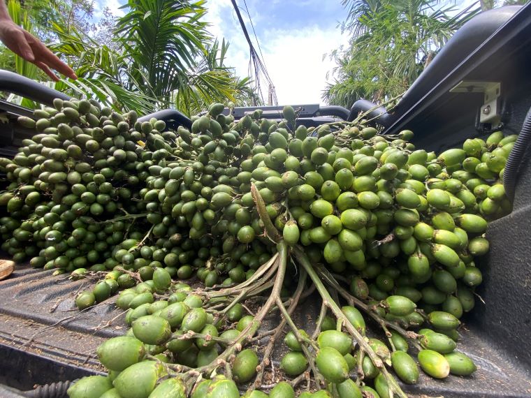Ngoai lay qua, cay cau con co nhieu loi ich khac. Anh: Thanh Quynh