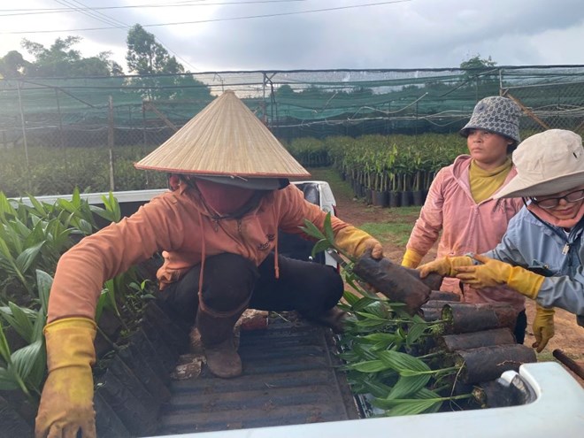 Lý do nhiều nông dân Đắk Lắk chuyển sang trồng cau