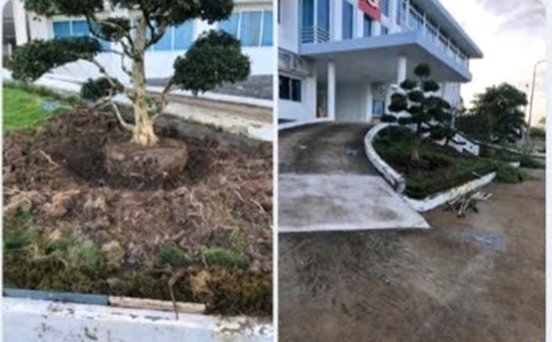 The scene of the ornamental plant establishment entering Vinh Loi District Party Committee, Bac Lieu digging the tree to take away. Photo: Provided by the people
