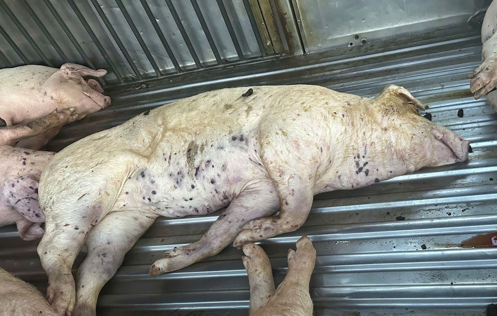 The dead pigs with signs of illness were transported by car to the centralized slaughterhouse. Photo: Quang Tri Police