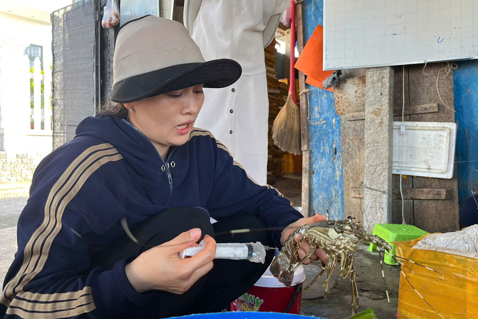 The authorities discovered Ms. N.T.X - owner of an aquatic product business establishment in Song Cau town (Phu Yen) pumping impurities into dead lobsters. Photo: Phu Yen Market Management Department