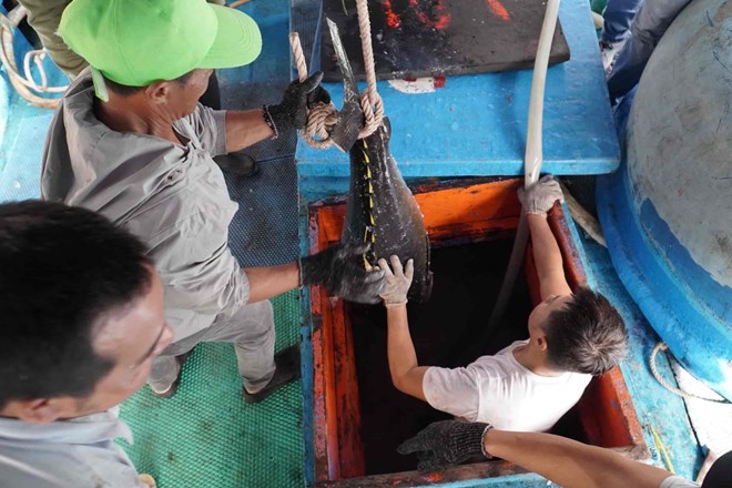 Kiên quyết xử lý cá nhân dung túng cho hành vi khai thác IUU ở Khánh Hòa