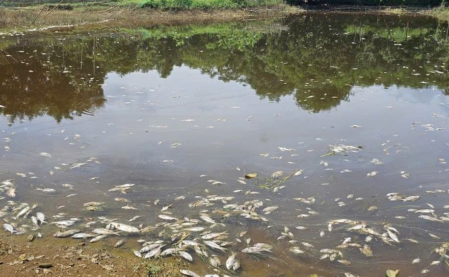 Ca chet hang loat tai khu vuc ao nuoi cua mot ho dan gan khu vuc trai lon. Anh: Minh Hoang
