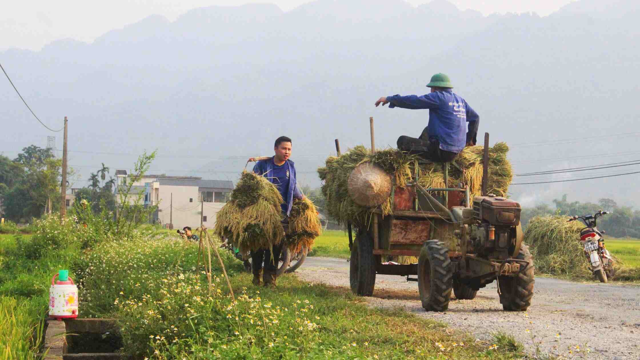 Nguoi dan xa Phong Phu (Tan Lac) thu hoach lua giua cai nang oi a. Anh: Binh Khang