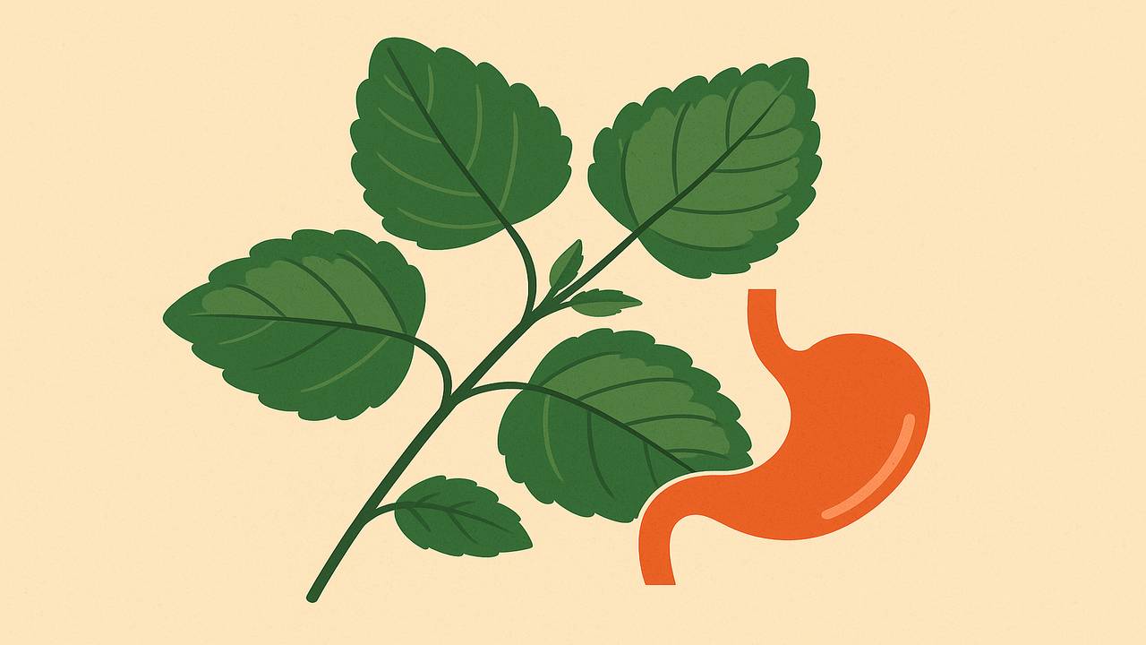 Longan leaves support the laxative is extremely good. Graphic photo: Hoang Loc