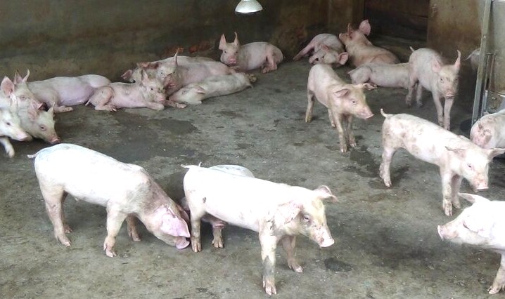 Ca Mau controlo estrictamente la matanza de animales, estrictamente prohibido para matar cerdos muertos y cerdos enfermos. Foto: Nhat Ho