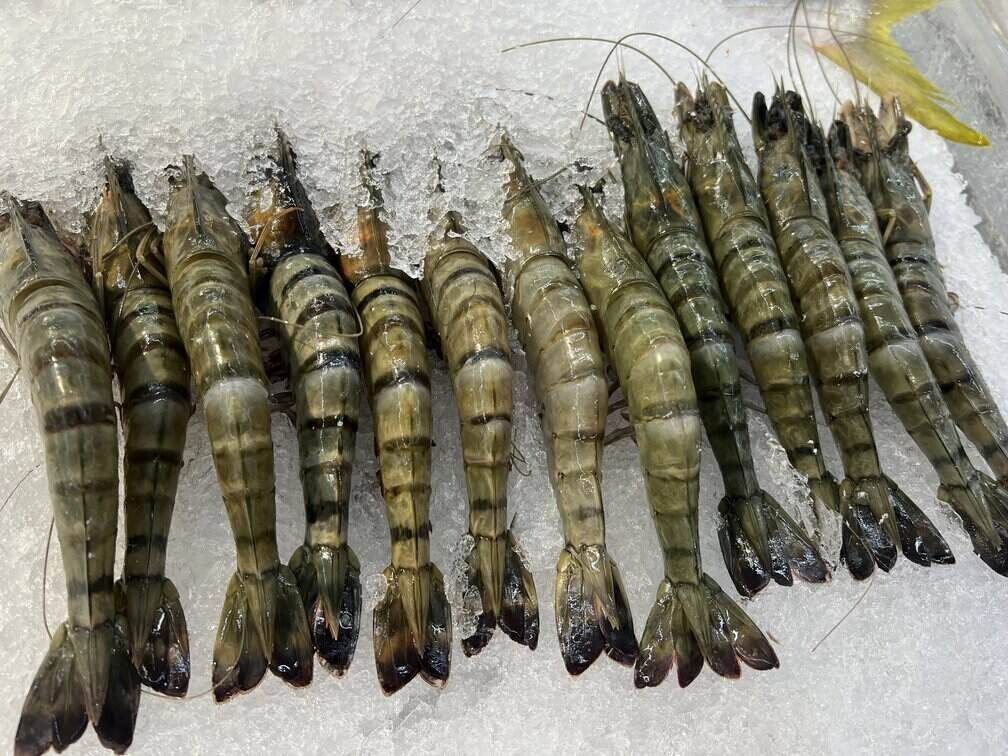 Shrimp is one of the shellfish that is said to be able to control blood sugar. Photo: Kieu Vu