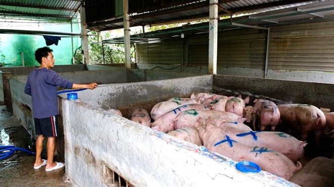 Giá heo hơi đi ngang, người chăn nuôi dè dặt tái đàn