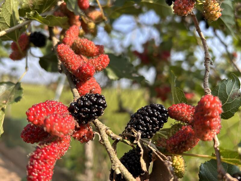 Eating mulberries in moderation is good for the kidneys. Photo: Ha May