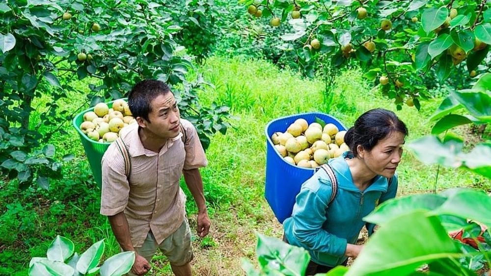The pear tree is identified as a tree to escape poverty and sustainably reduce poverty in Lao Cai. Photo: Hong Ha