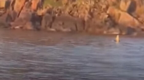 Des images de baleines apparaissent a Mui Dien, province de Dak Lak. PHOTO CUT DE CLIP