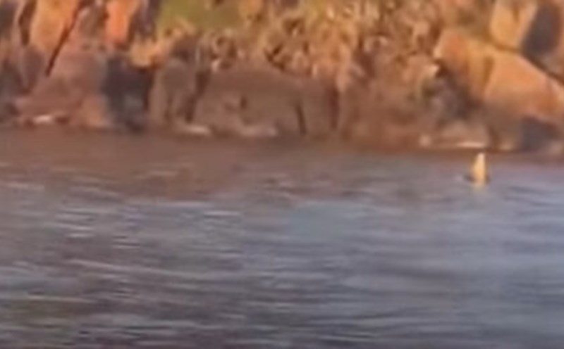 Image of a whale appearing in Mui Dien, Dak Lak province. Photo cut from clip