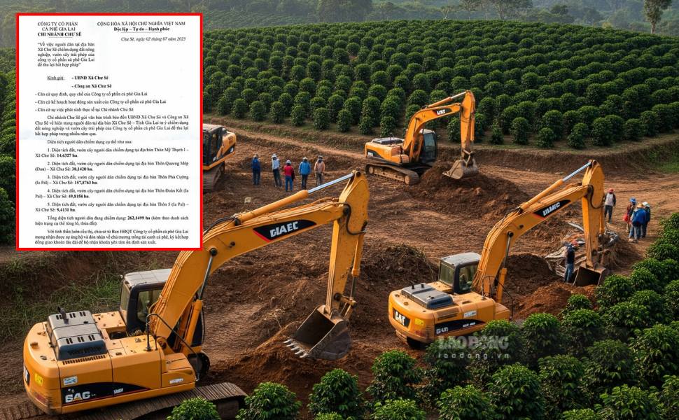 The Gia Lai Provincial Inspectorate is investigating the case of more than 260 hectares of business land being occupied by people. Do Hoa: Hoai Phuong