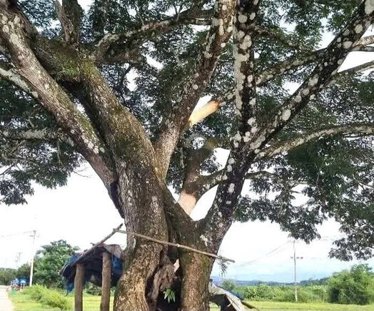 Nguoi dan cam ket se khong tiep tuc lot vo cay me tay. Anh: Trieu Thanh