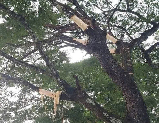 La gente pelo grandes ramas de arboles de tamarindo en Dak para comunicarse, provincia de Quang Ngai. Foto: Trieu Thanh