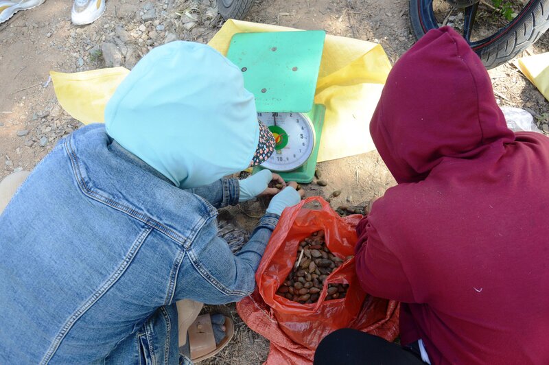 Uoi bay sau khi khai thac, duoc thuong lai den tan cua rung de thu mua. Anh: Vien Nguyen