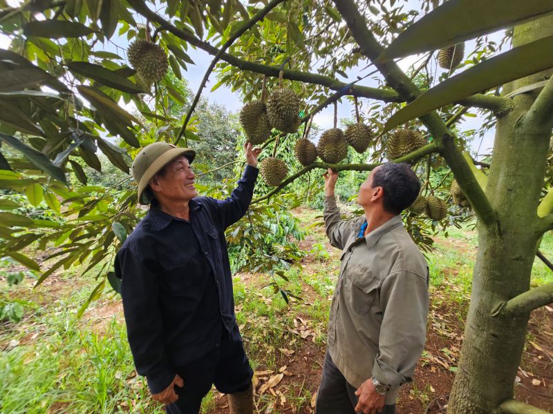 Dak Lak durian is about to be harvested. Photo: Thanh Quynh