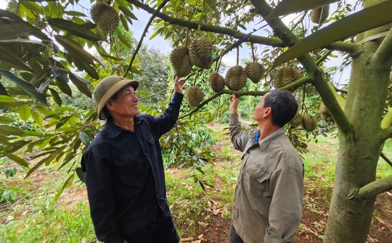 Dak Lak durian is about to be harvested. Photo: Thanh Quynh