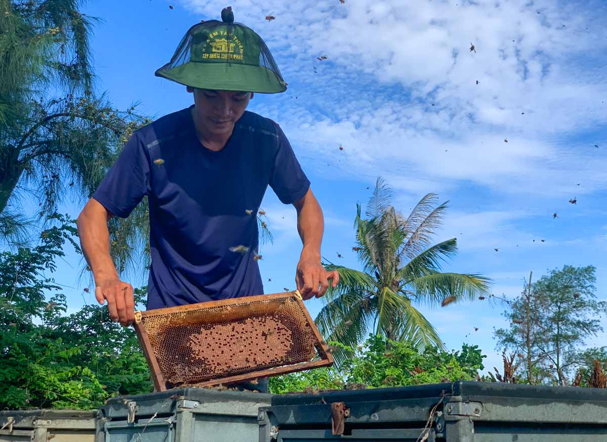 The honey and sativity season in Xuan Thuy National Park in Ninh Binh province. Photo: Luong Ha