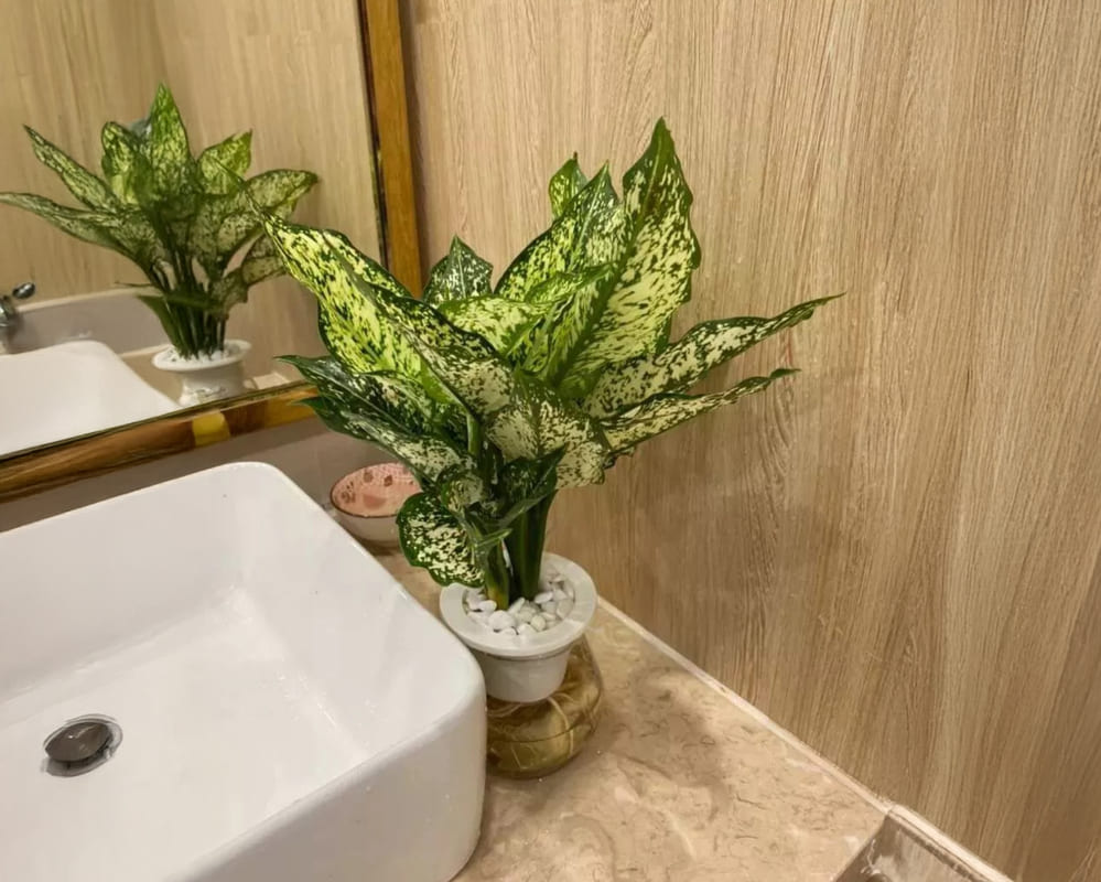 aquatic priority trees are suitable for growing in bathrooms. Photo: Ngoc Han