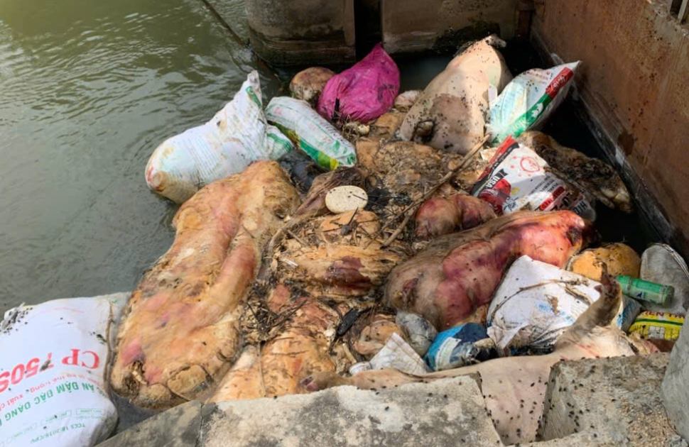 La industria funcional de la provincia de Gia Lai maneja urgentemente cerdos muertos que flotan en el canal de Van Phong que fluye a traves de las comunas provinciales. Foto: Hoai Phuong