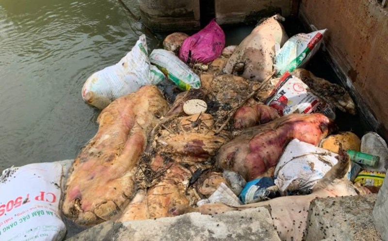 The authorities of Gia Lai province are urgently handling the dead pigs floating on the Van Phong canal flowing through the communes of the province. Photo: Hoai Phuong