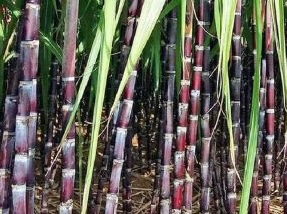 Drinking sugarcane juice properly, especially on hot weather days, will avoid affecting blood sugar. Photo: Kieu Vu