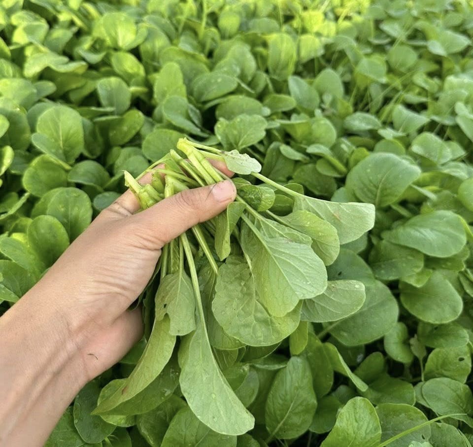 緑黄色野菜は肝機能を高める効果があります。写真:Ngoc Anh.