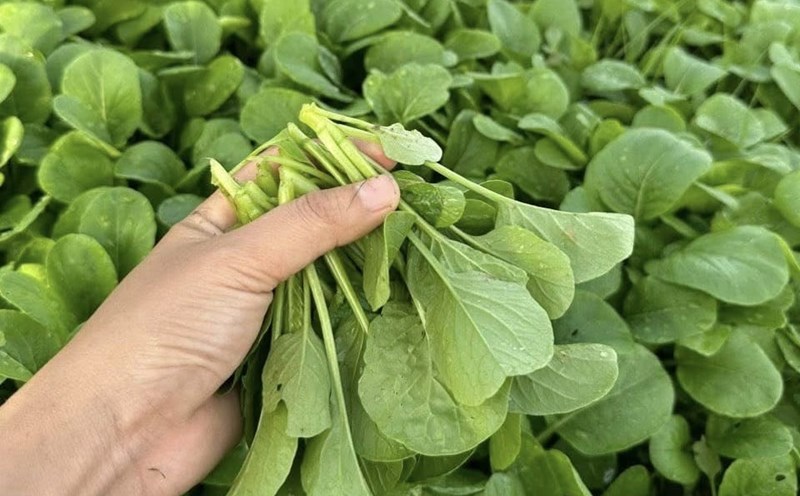 Broccoli has the effect of enhancing liver function. Photo: Ngoc Anh.