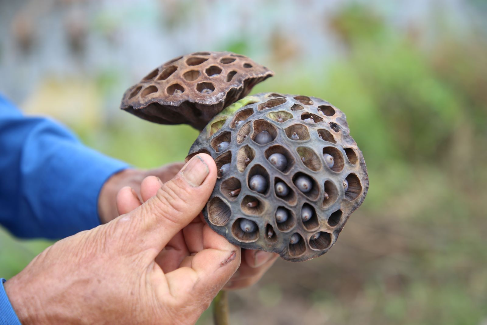수확을 준비하던 연꽃이 침수되어 손상되었습니다. 사진: 흥터